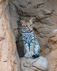 Female Ocelot sitting on a Rocky Ledge