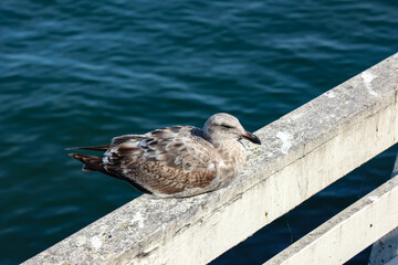 seagull on the pier