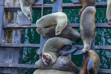 sea lion on the beach