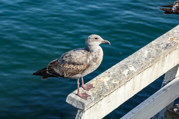 seagull on the pier