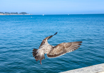 seagull in flight