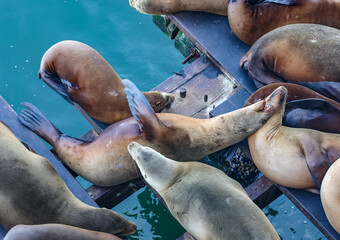 sea lion on the beach