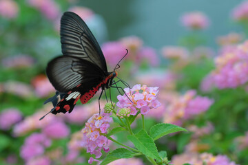 A butterfly is swarming pink flowers. Beauty in nature.