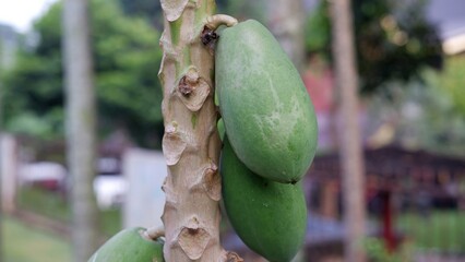 Green unripe papaya ( Carica papaya) fruit in the tree