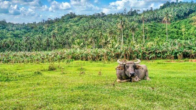 An adult carabao (Bubalus bubalis), a type of water buffalo native to the Philippines, relaxes on grass after a day of agricultural work, with banana plants and coconut palm trees in the background.