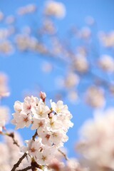 Obraz premium cherry tree blossom