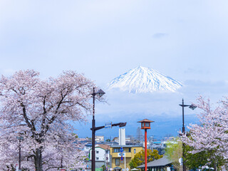 桜と山
