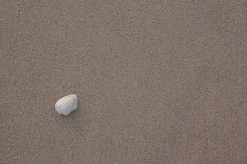 Seashell on the beach