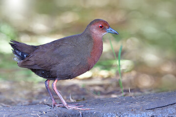 myterious brown bird with red eye and chest standing beside water hole in paddy field, ruddy-breasted crake