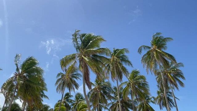 palm trees swaying in the wind over a blue sky with clouds