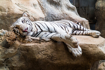 Closeup white tiger resting and relaxing on the rock background. White Royal Bengal tiger lie down and sleeping on stone