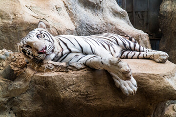 Closeup white tiger resting and relaxing on the rock background. White Royal Bengal tiger lie down and sleeping on stone - Powered by Adobe