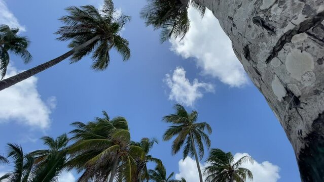 tall palm trees swaying in the wind with blue sky with clouds in the Caribbean Sea