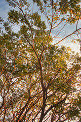 The trees in the city, seen from the worm's point of view, show some shade. refreshing to relax and live