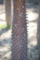 A view of the trunk or stem portion of a Madagascar Palm, also known as Pachypodium lamerei.