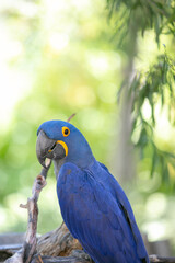 A view of a blue macaw.