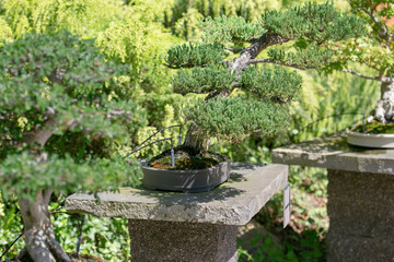 A view of several bonsai trees in a garden.