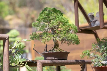 Tafelkleed A view of a bonsai tree. © DAVID