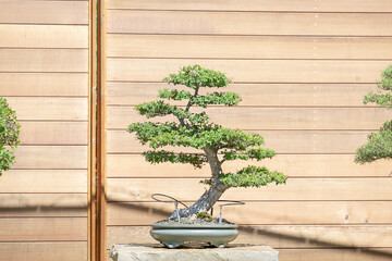A view of a bonsai tree.