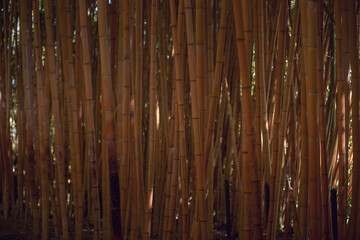 A view looking at the stalks of a bamboo forest in dim lighting.