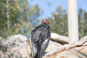 A view of a California Condor.