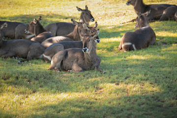 A view of water buck relaxing on the ground, in the shade, seen at a local zoo.