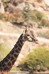 A view of a giraffe, seen at a local zoo.