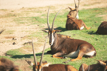 A view of several sable antelope, seen at a local city zoo.