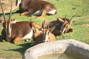 A view of several juvenile sable antelope, seen at a local city zoo.