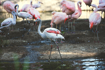 A view of several Chilean flamingos, seen at a local zoo.