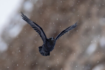 A raven arrives to scavenge on a carcass left behind by predators