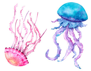 Set of jellyfish hand-drawn in watercolor isolated on a white background. © Svetlana