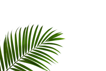 Obraz premium leaves of palm isolated on white background, summer background