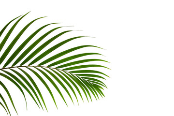 leaves of palm isolated on white background, summer background
