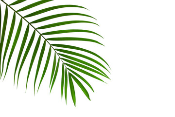leaves of palm isolated on white background, summer background