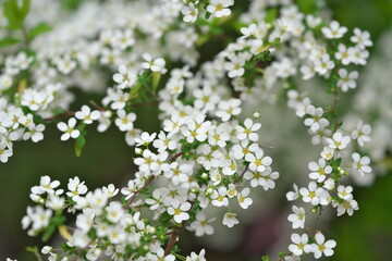 枝垂れるゆきやなぎの花