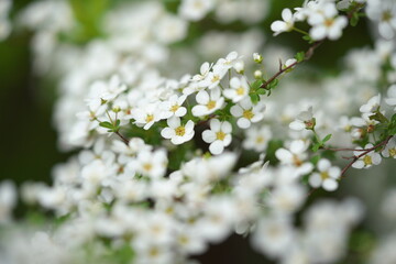 枝垂れるゆきやなぎの花
