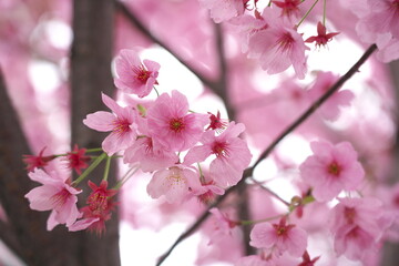 桃色に輝く鮮やかな陽光の花