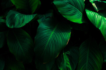 closeup nature view of green leaf background and dark tone