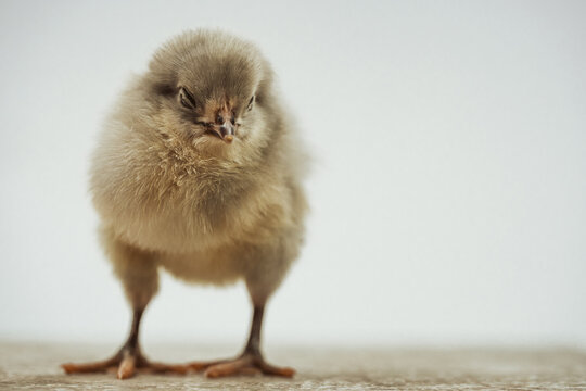 Portrait of fluffy baby chicken standing