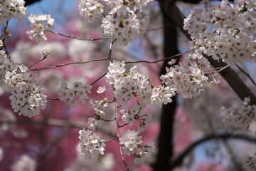 春真っ盛りのソメイヨシノの花