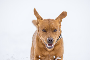 brown labrador retriever running in deep snow in swiss winter