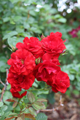 Fototapeta premium red rose bush