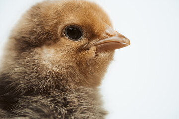 Portrait of a newborn baby chicken