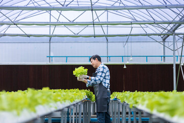 Happy Asian local farmer checking the plant health inside green oak salad lettuce greenhouse using hydroponics system in organic approach for family own business