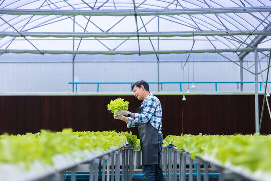 Happy Asian local farmer checking the plant health inside green oak salad lettuce greenhouse using hydroponics system in organic approach for family own business