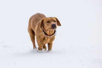 brown labrador retriever running in deep snow in swiss winter