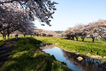 sakura and river
