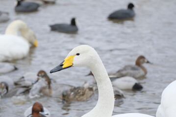 Whooper swans in Nagamineoike, Feb2022