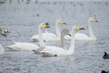 Obraz premium Whooper swans in Nagamineoike, Feb2022